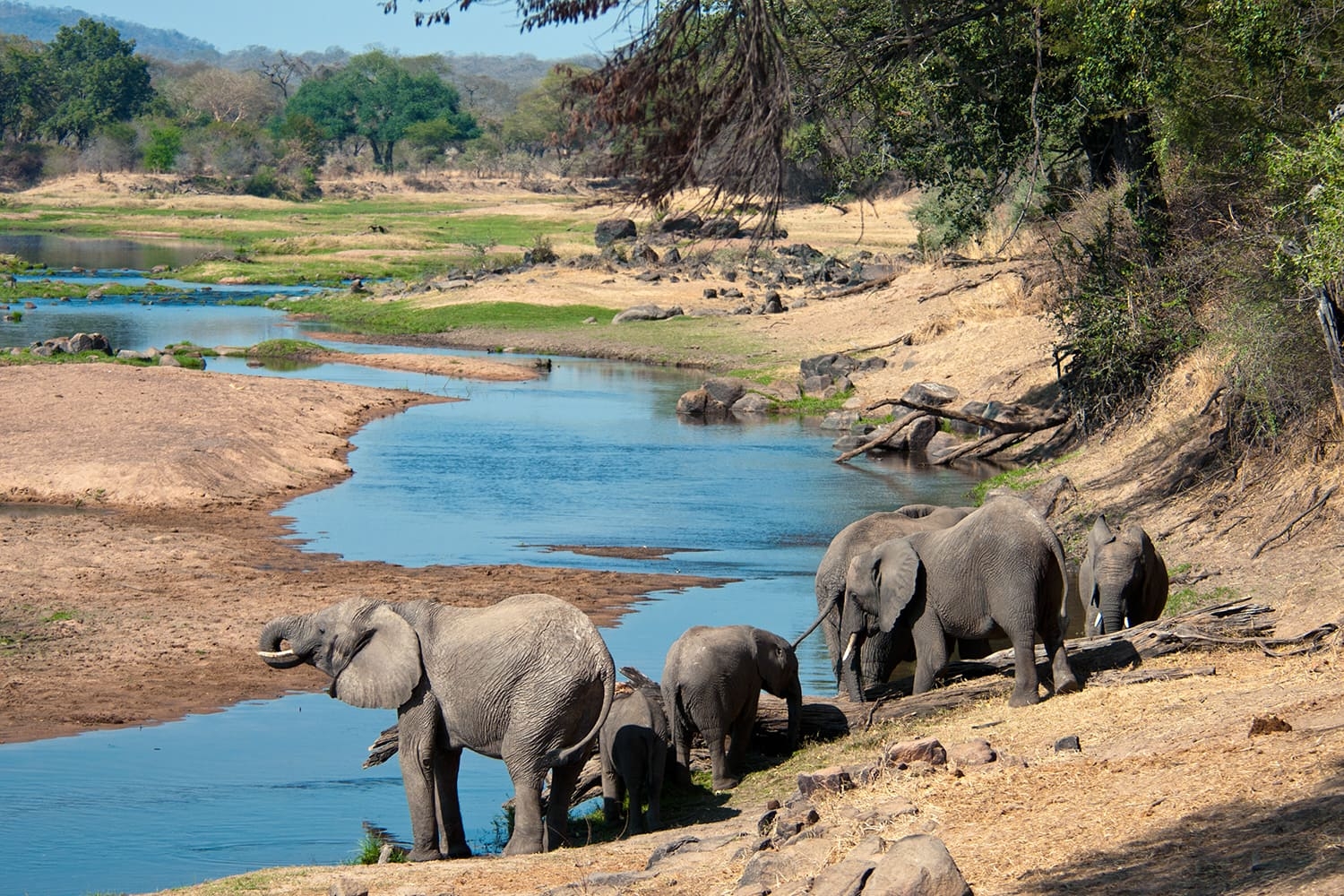 Elephants drinking along the Great Ruaha River