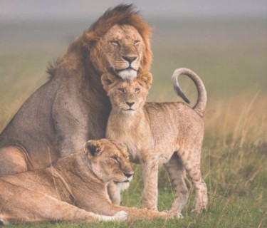 Lion family resting in tall grass