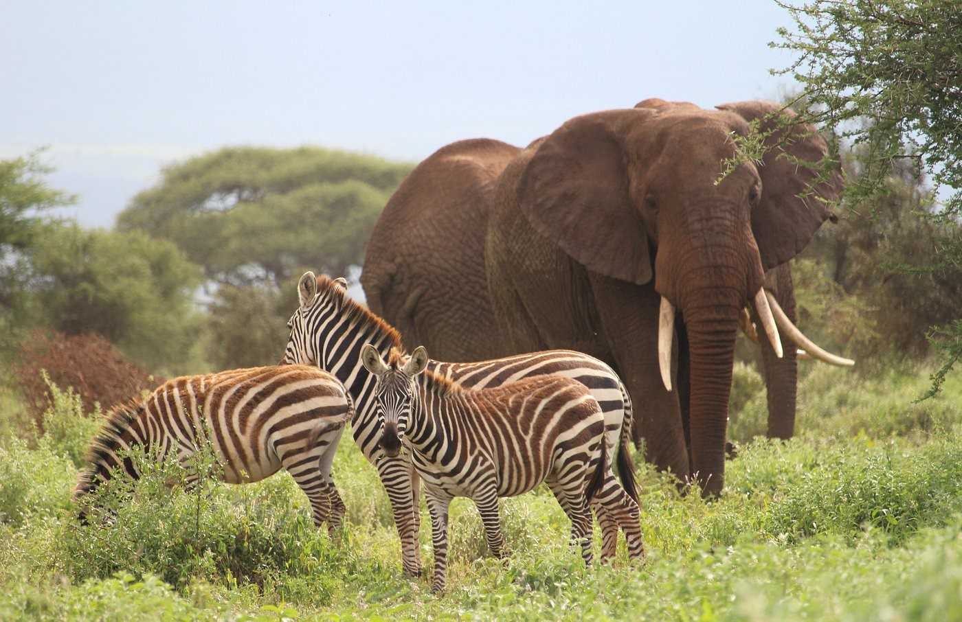 Elephants and zebras in Amboseli