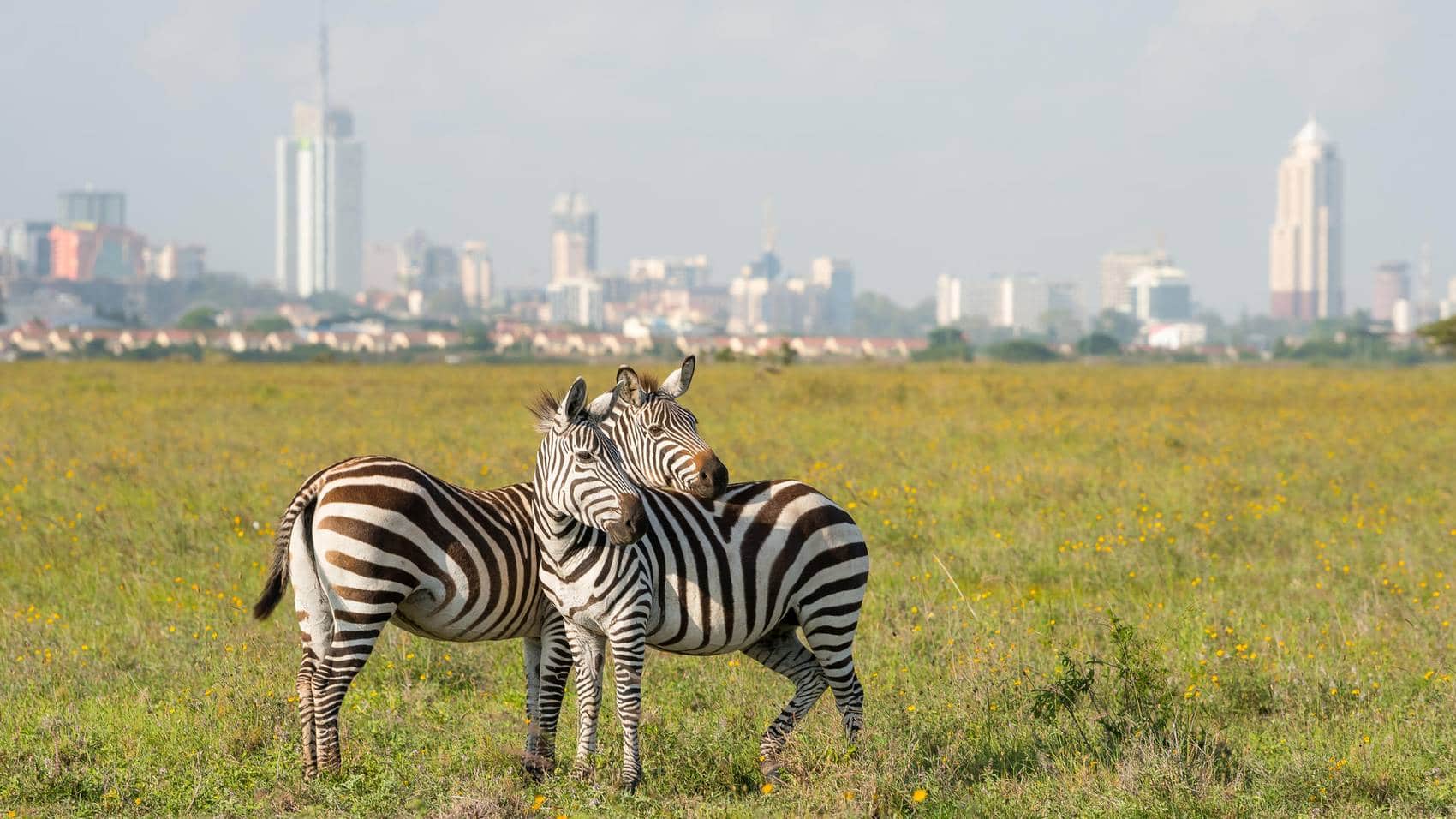Zebras with Nairobi skyline