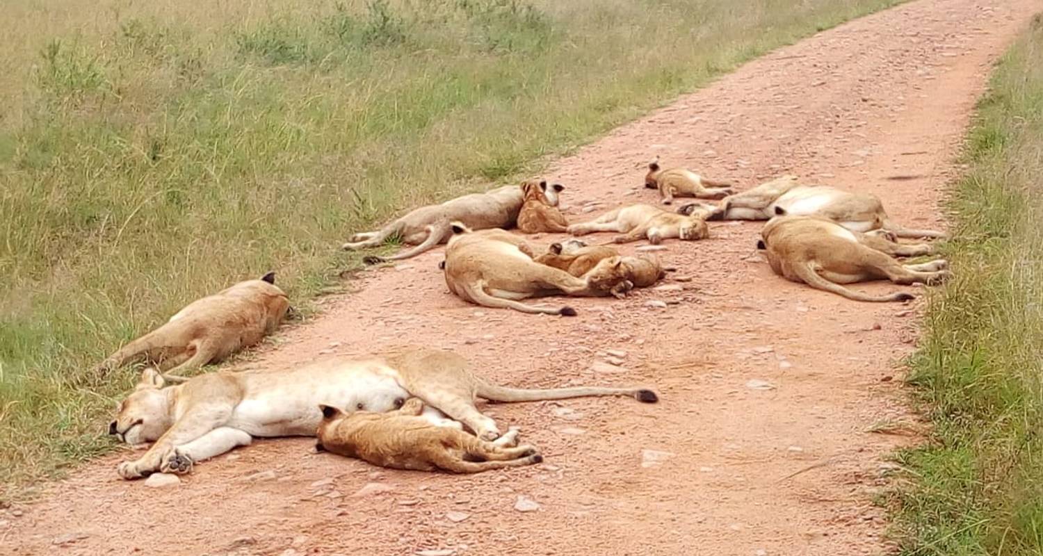 Lions resting on a road in Tsavo East