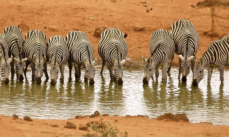 Tsavo West National Park gate