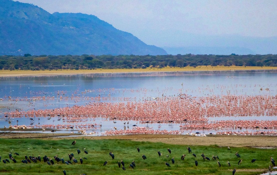 Lake Manyara flamingos and Rift Valley lake landscape