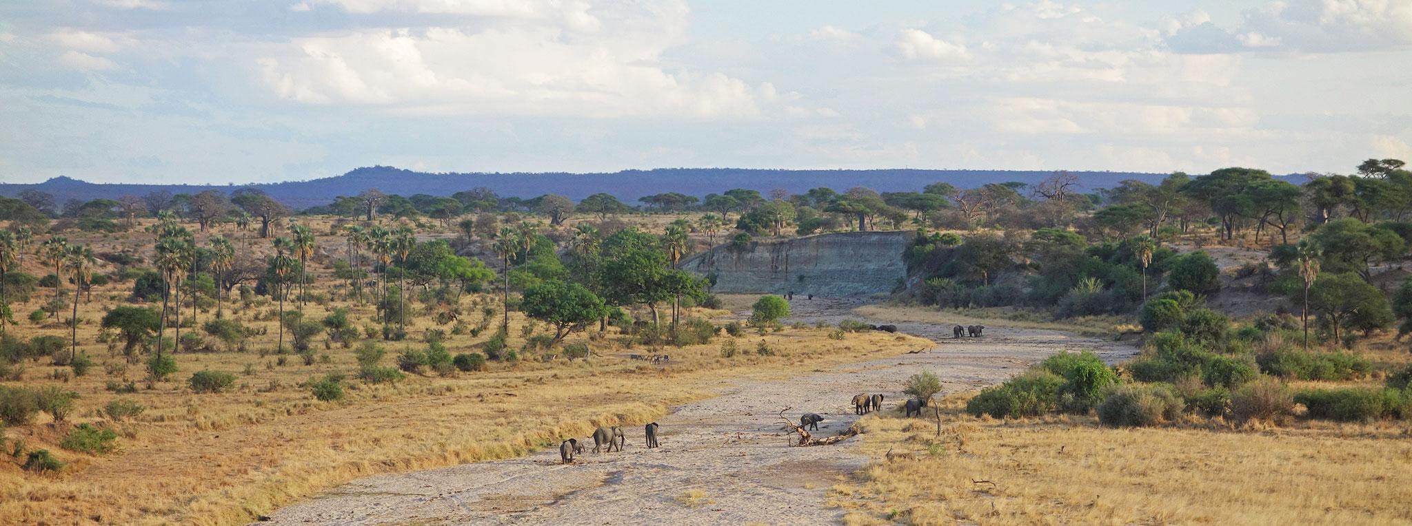 Tarangire National Park seasonal river landscape